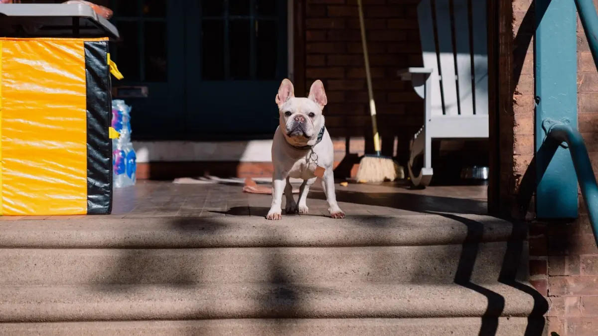 A dog sitting beside its food bowl in a home kitchen
