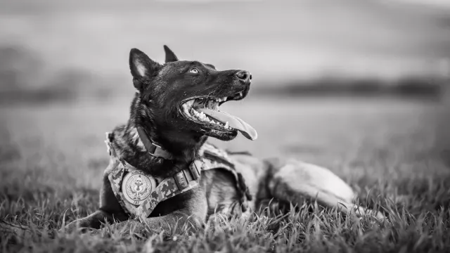A German Shepherd and a Belgian Malinois standing together in a grassy field