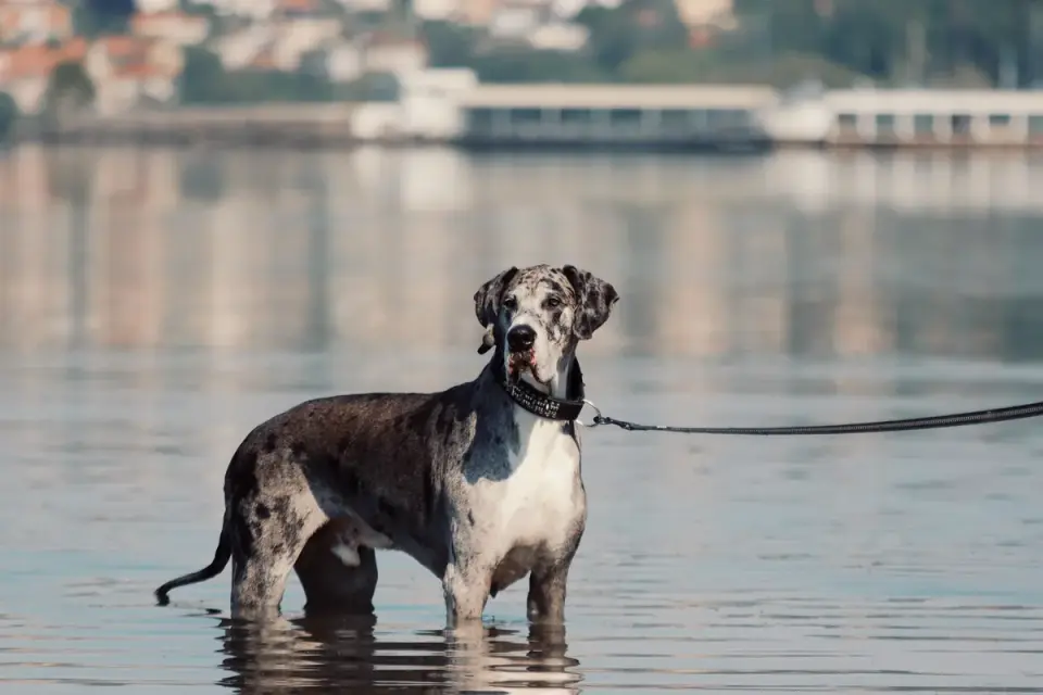 A Great Dane eating from a raised food bowl in a kitchen