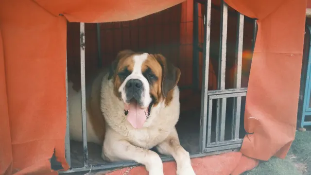 A large deep-chested dog lying calmly beside its food bowl