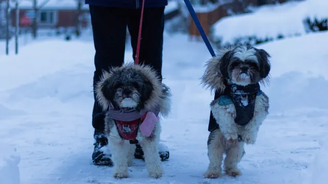 A leashed dog walking beside its owner on a residential sidewalk