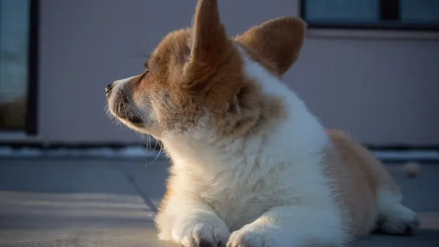 A Pembroke Welsh Corgi and a Cardigan Welsh Corgi standing together on grass