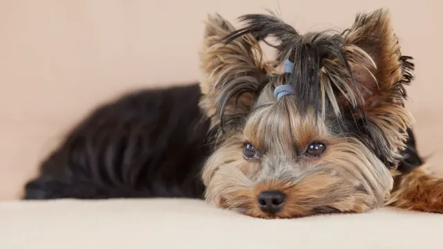 A small Yorkshire Terrier and a white Maltese sitting side by side