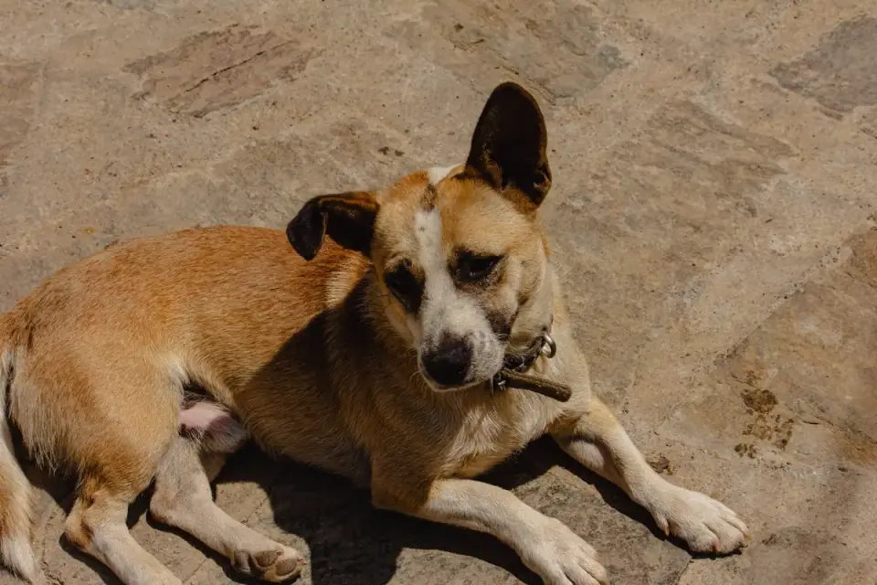 An older dog resting in the shade beside a full water bowl