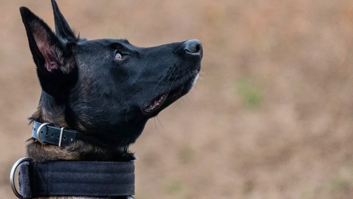 Attentive dog with an owner