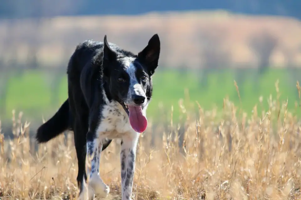 Border collie running