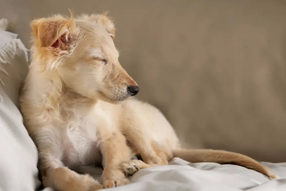 Calm dog resting at home