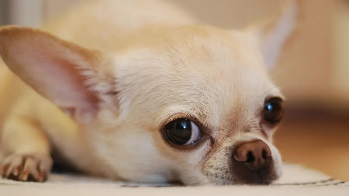 Calm dog resting at home