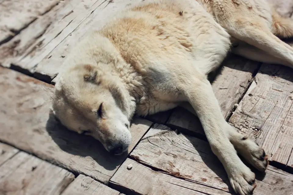 Calm dog resting home