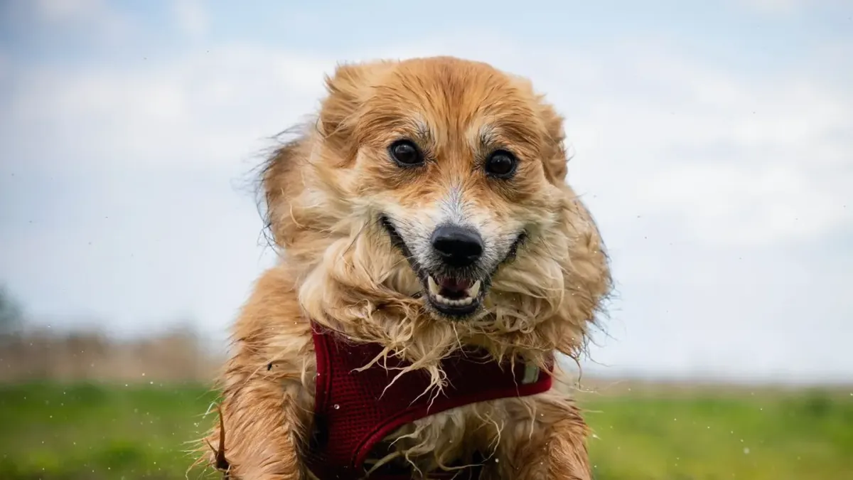 Dachshund outdoors