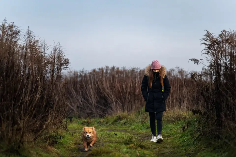 Dachshund outdoors