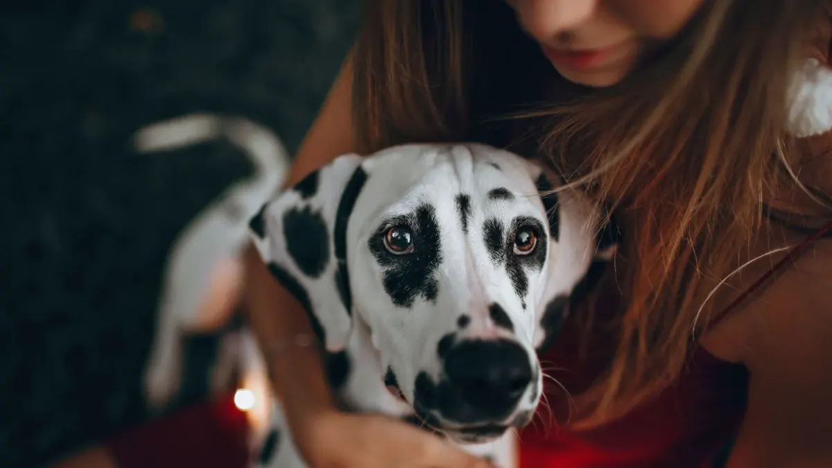 Dog and owner together