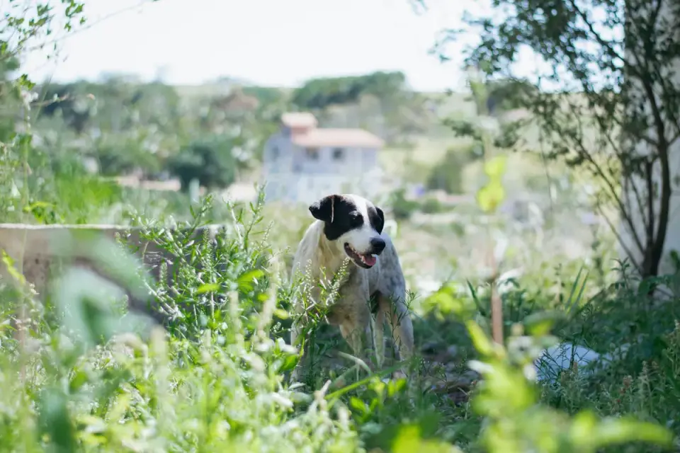 Dog barking outdoors