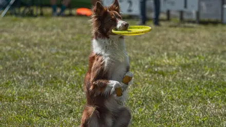 Dog catching frisbee