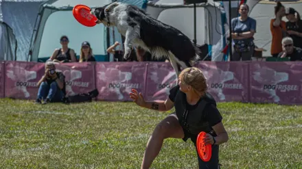 Dog catching frisbee