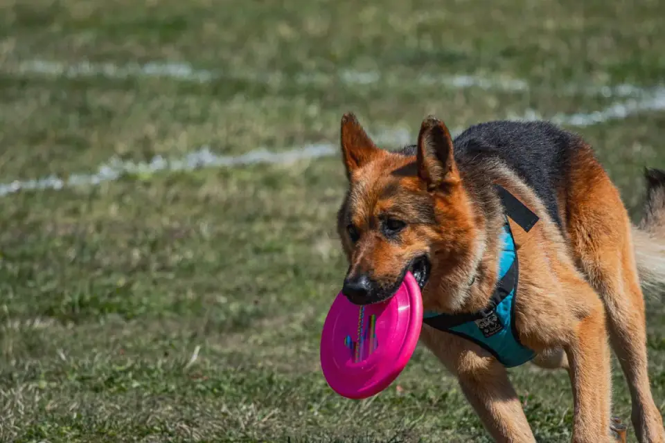 Dog catching frisbee