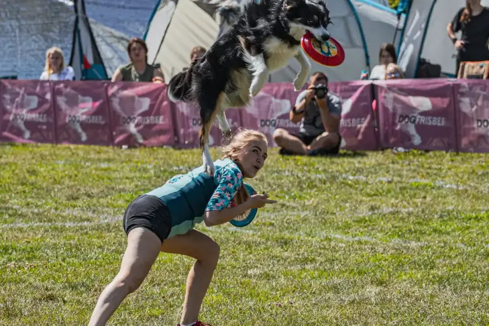 Dog catching frisbee