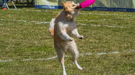 Dog catching frisbee