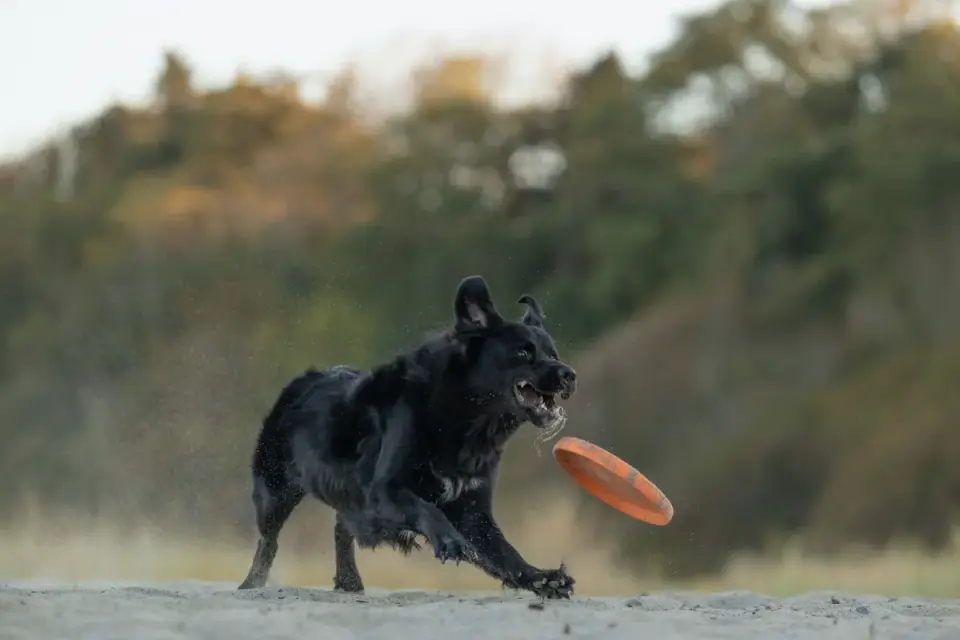 Dog catching frisbee