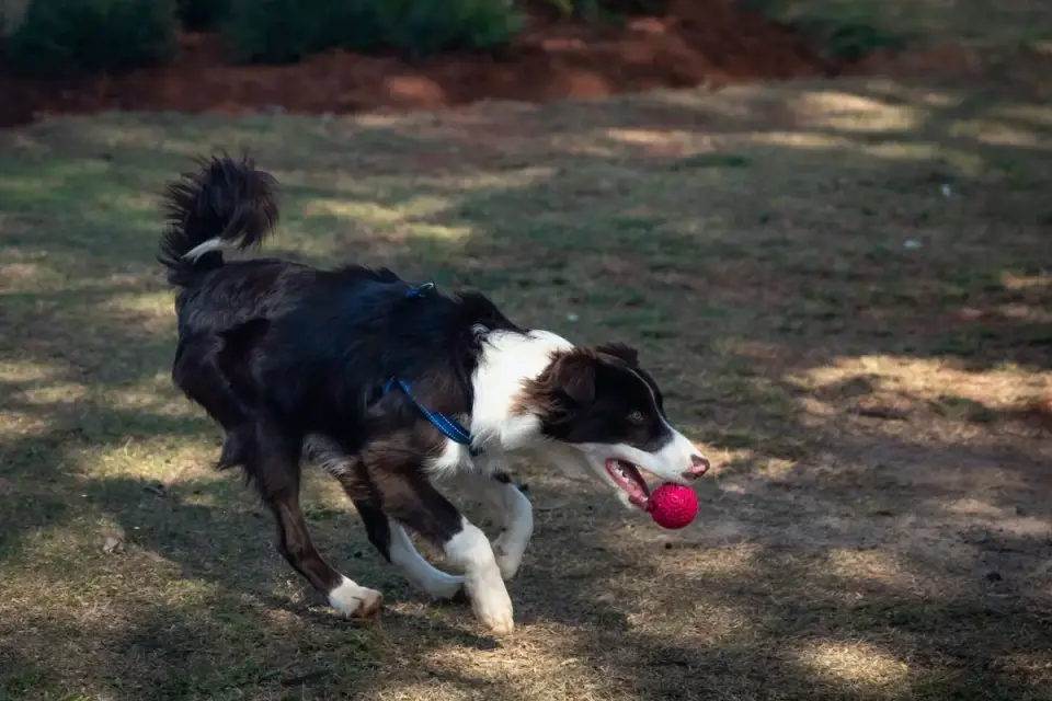 Dog chasing a ball
