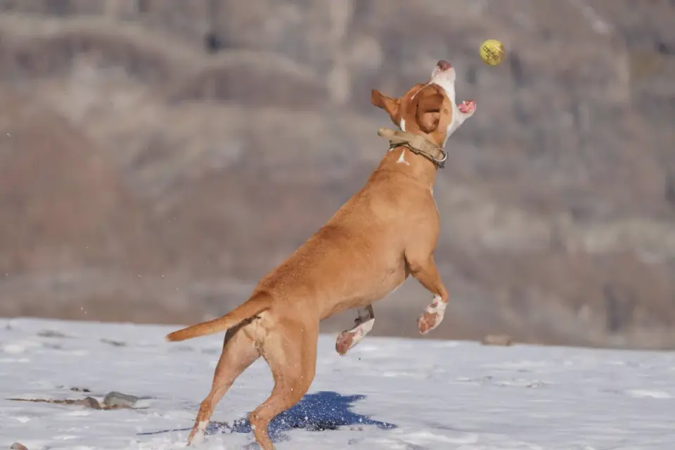 Dog chasing a ball
