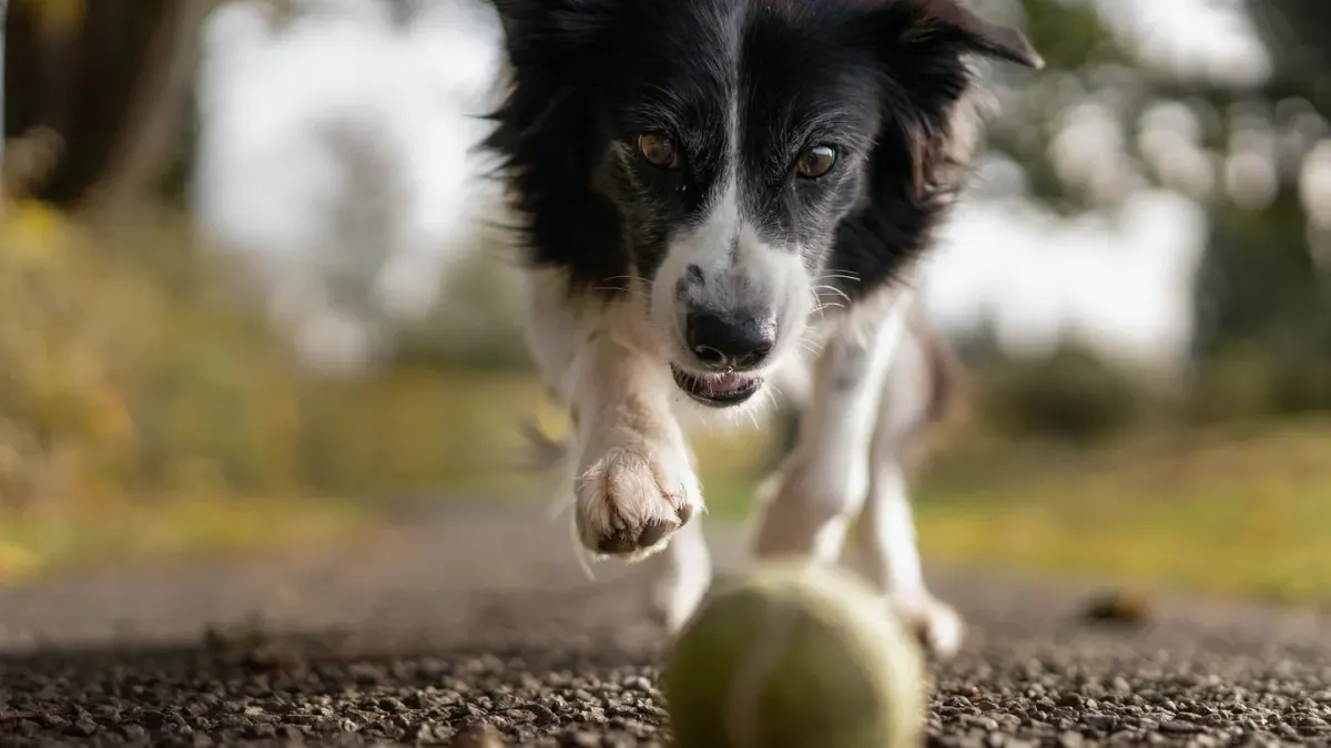 Dog chasing a ball