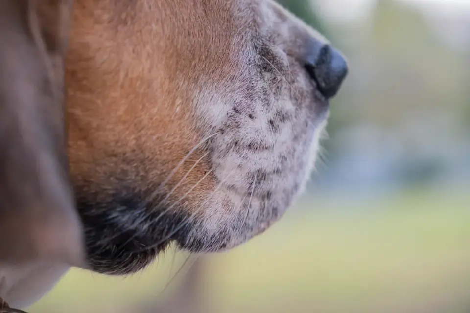 Dog close to a bowl