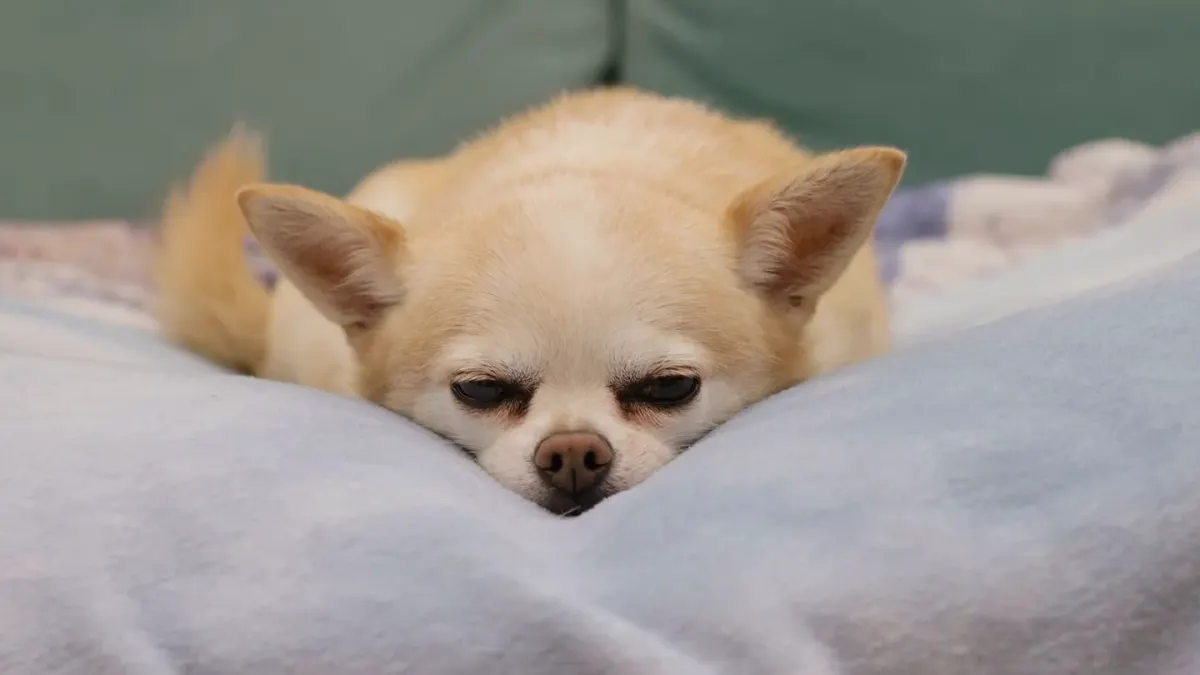 Dog curled on a blanket