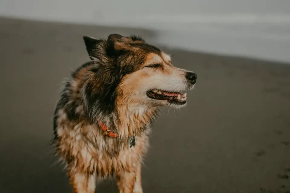Dog digging in sand