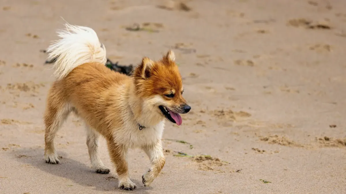 Dog digging in sand