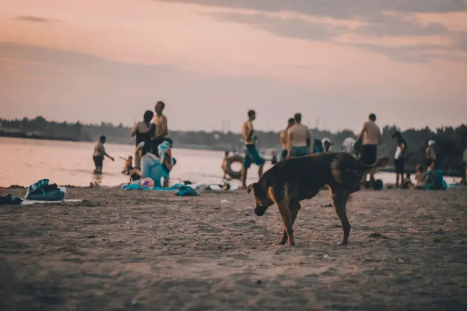 Dog digging in sand