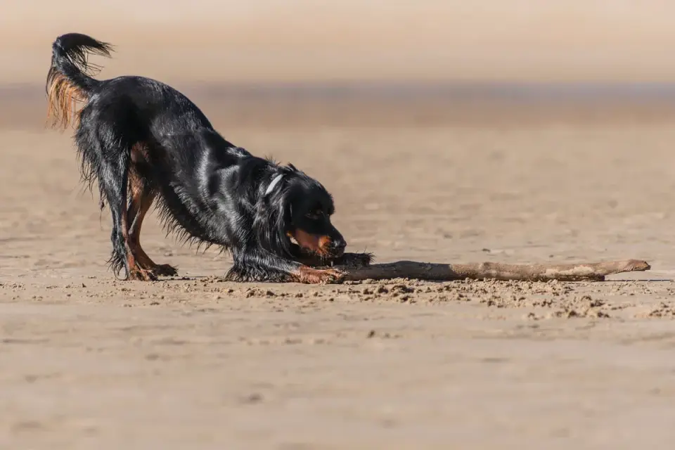 Dog digging in sand