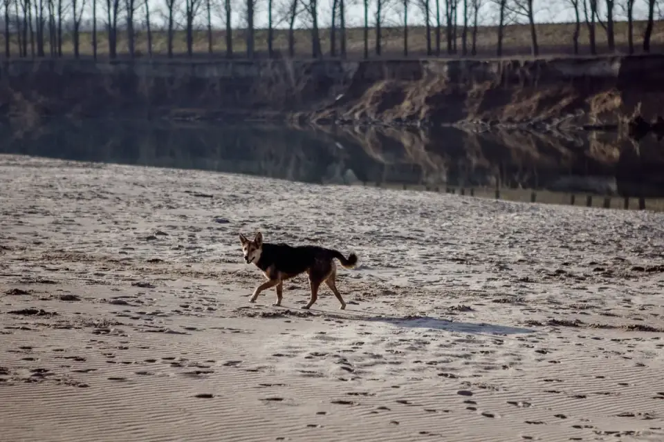 Dog digging in sand