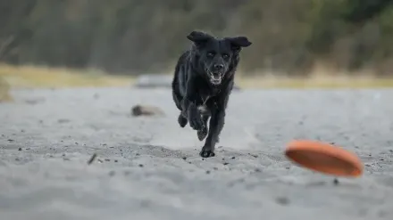 Dog digging in sand