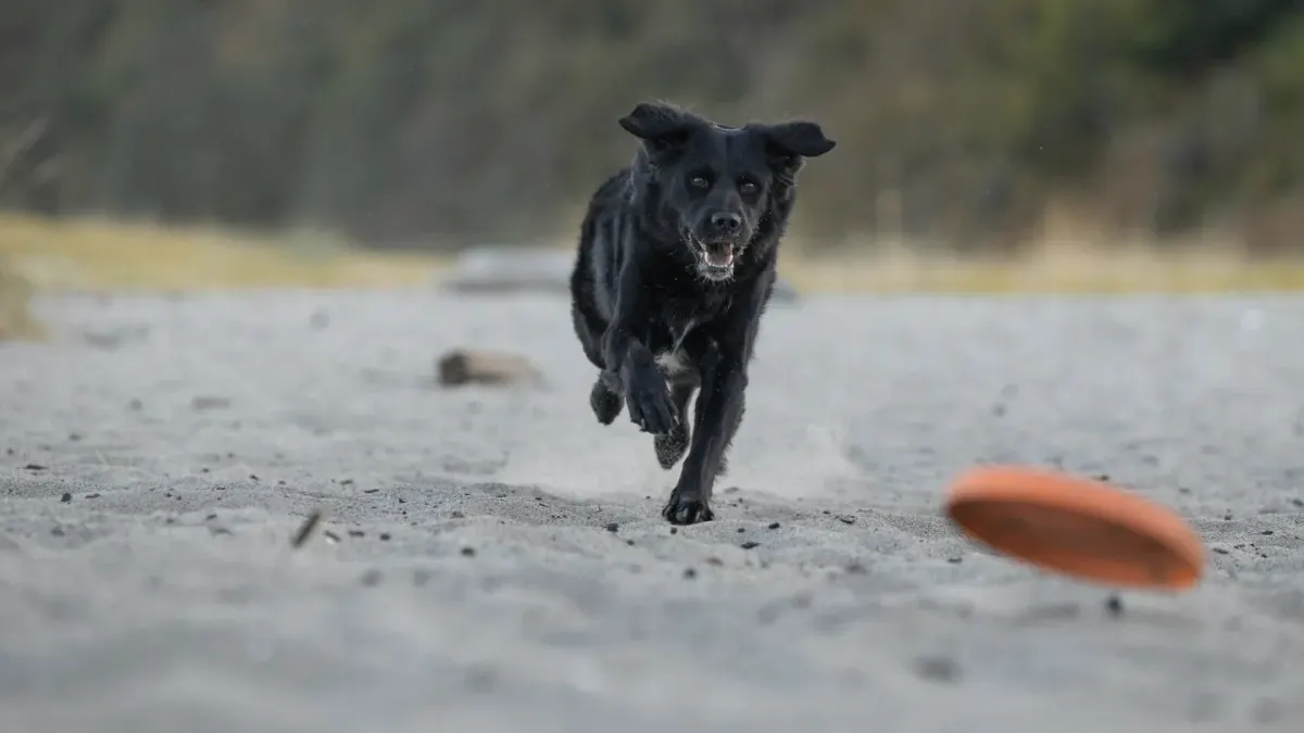 Dog digging in sand