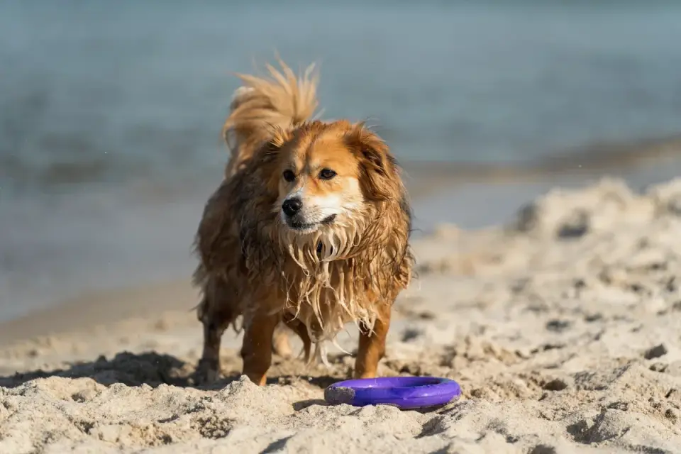 Dog digging in sand