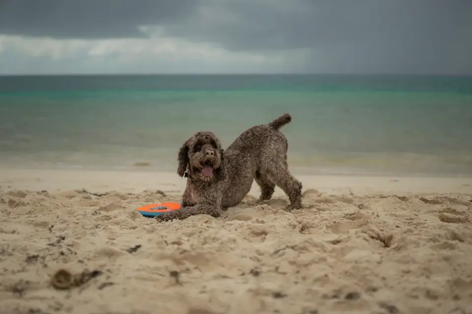 Dog digging in sand