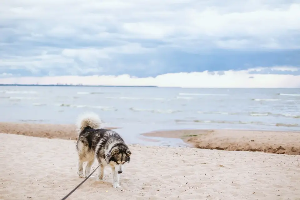 Dog digging in sand