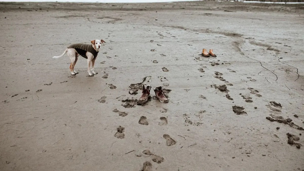 Dog digging in sand
