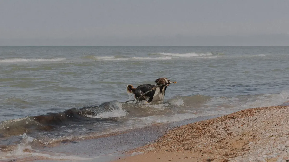 Dog digging in sand