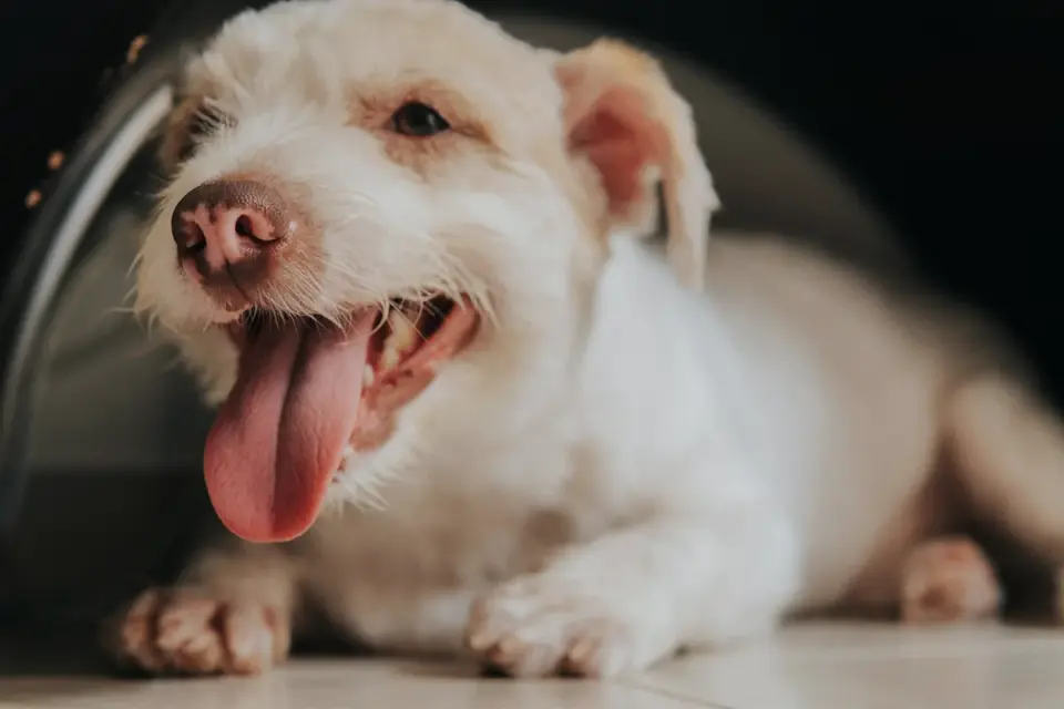 Dog eating from a bowl at home