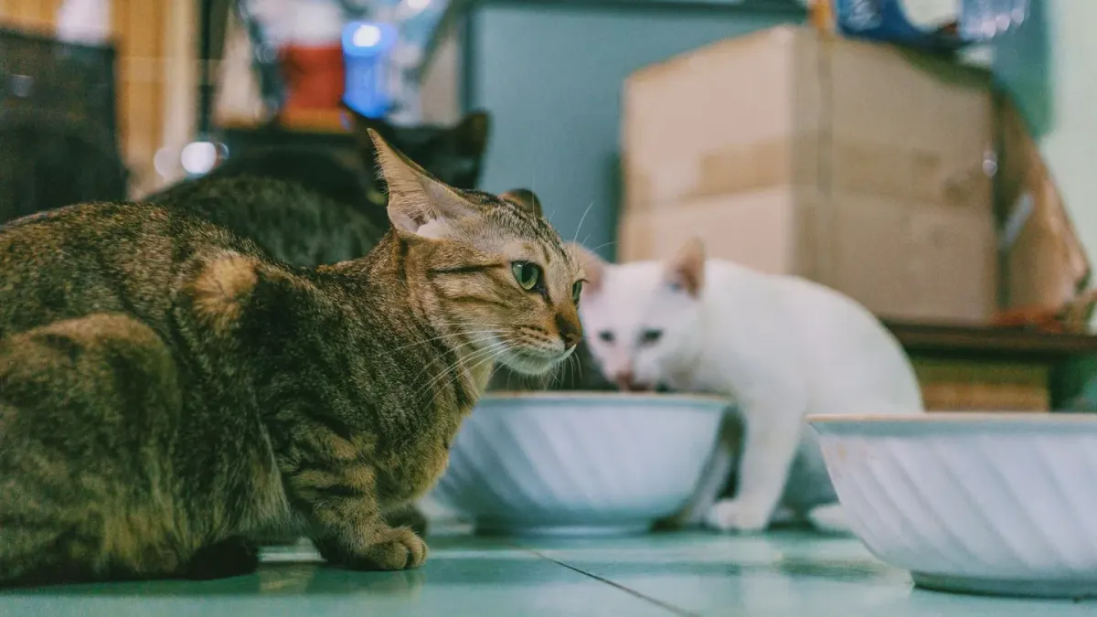 Dog eating from a bowl