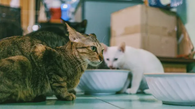 Dog eating from a bowl