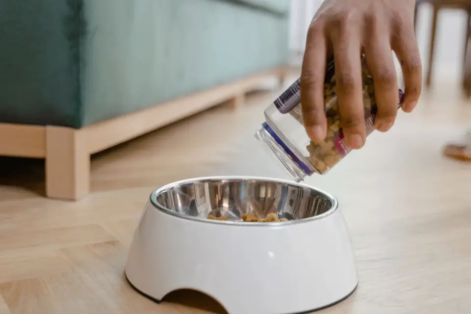 Dog eating from a bowl