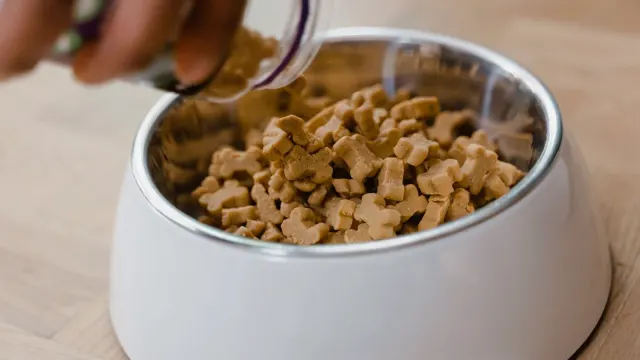 Dog eating from a bowl