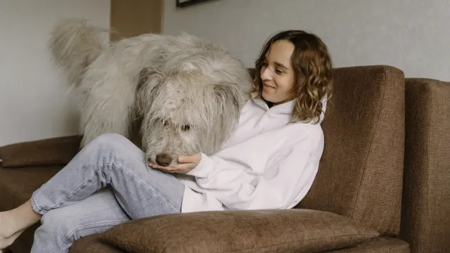 Dog eating from a bowl