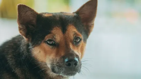 Dog eating from bowl at home