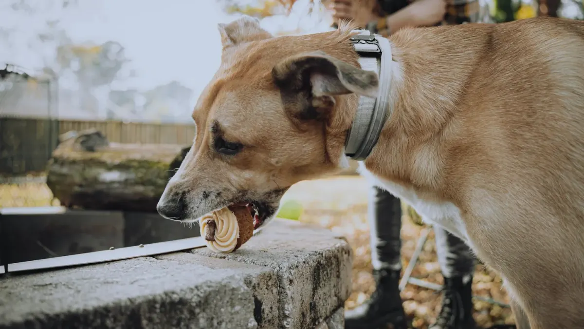 Dog eating from bowl at home