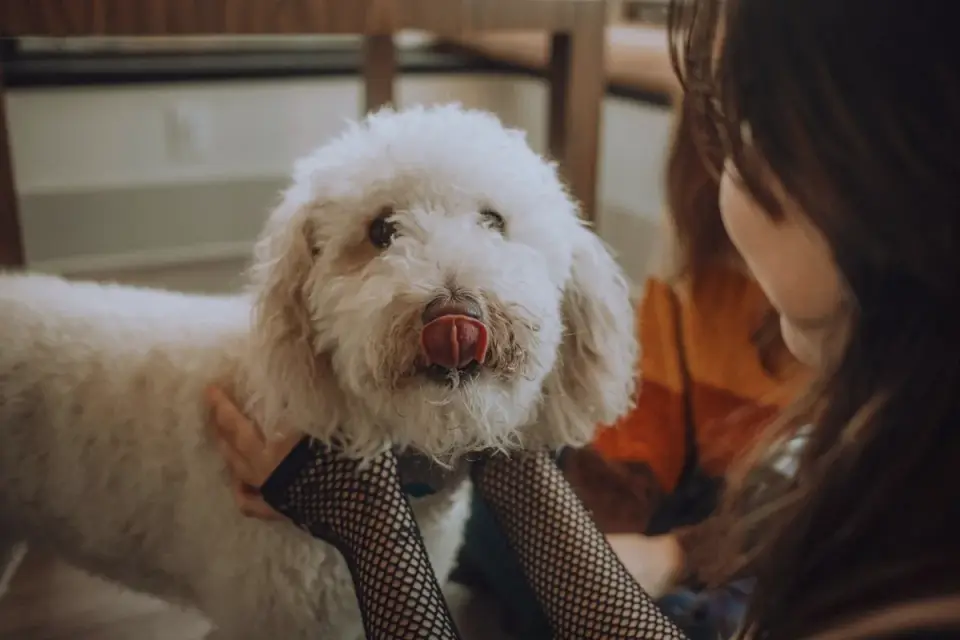 Dog eating from bowl at home