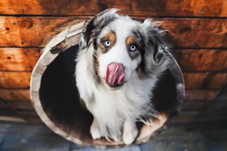 Dog eating from bowl at home